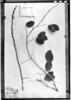 Dioclea marginata image
