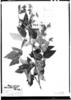 Rhynchosia schomburgkii image