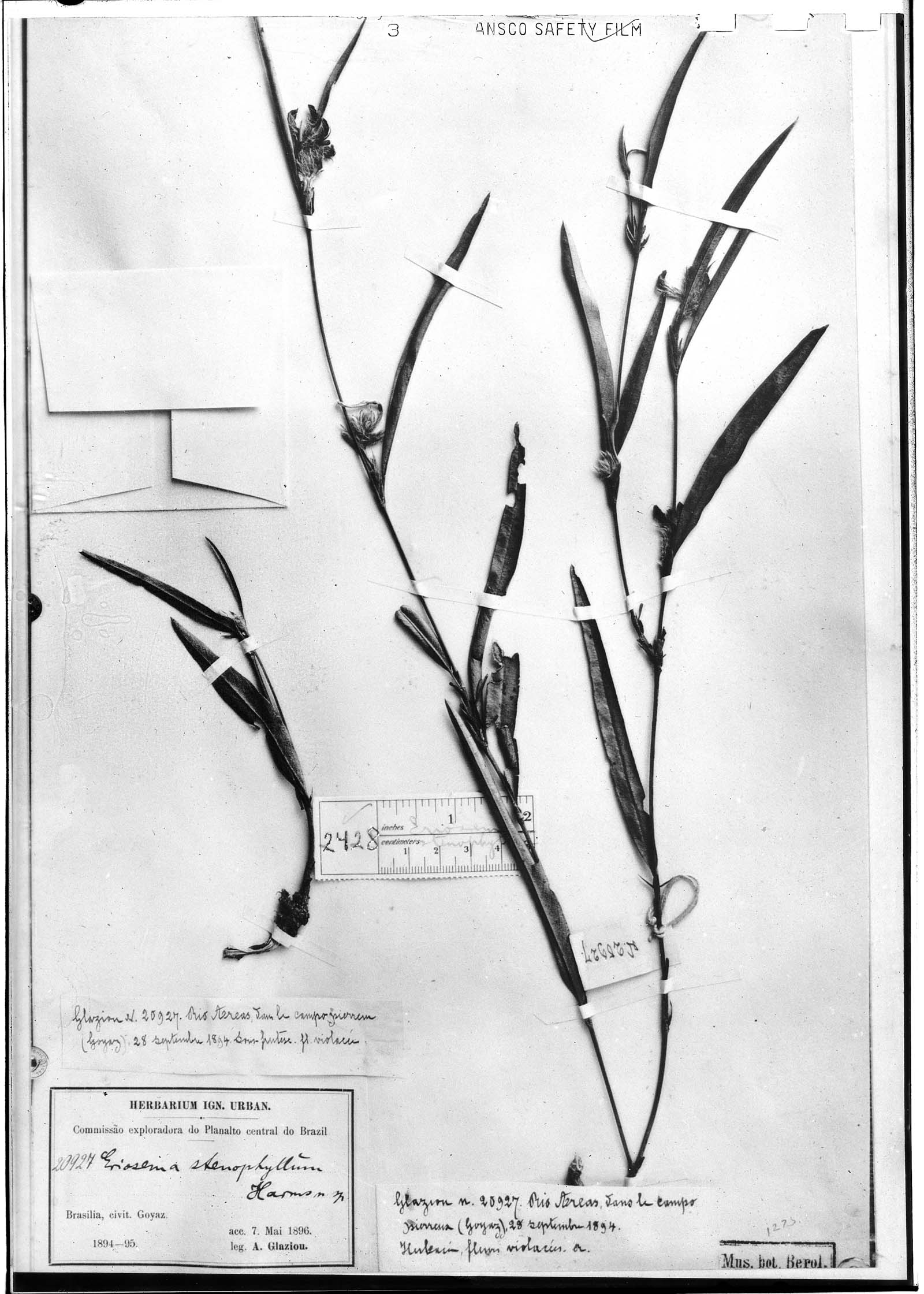 Eriosema stenophyllum image