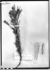 Malesherbia tenuifolia image