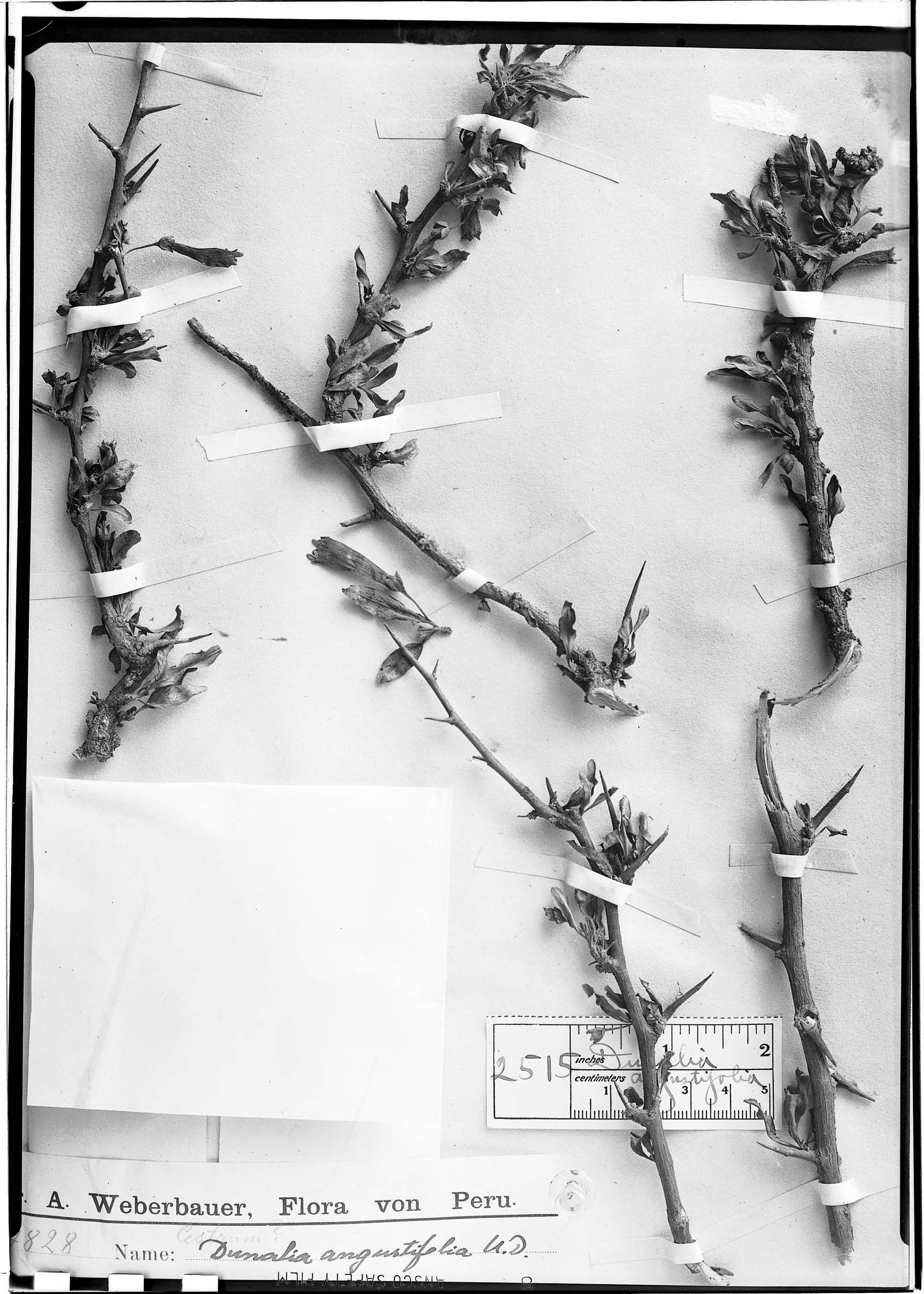 Dunalia angustifolia image