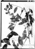 Lycianthes longidentata image
