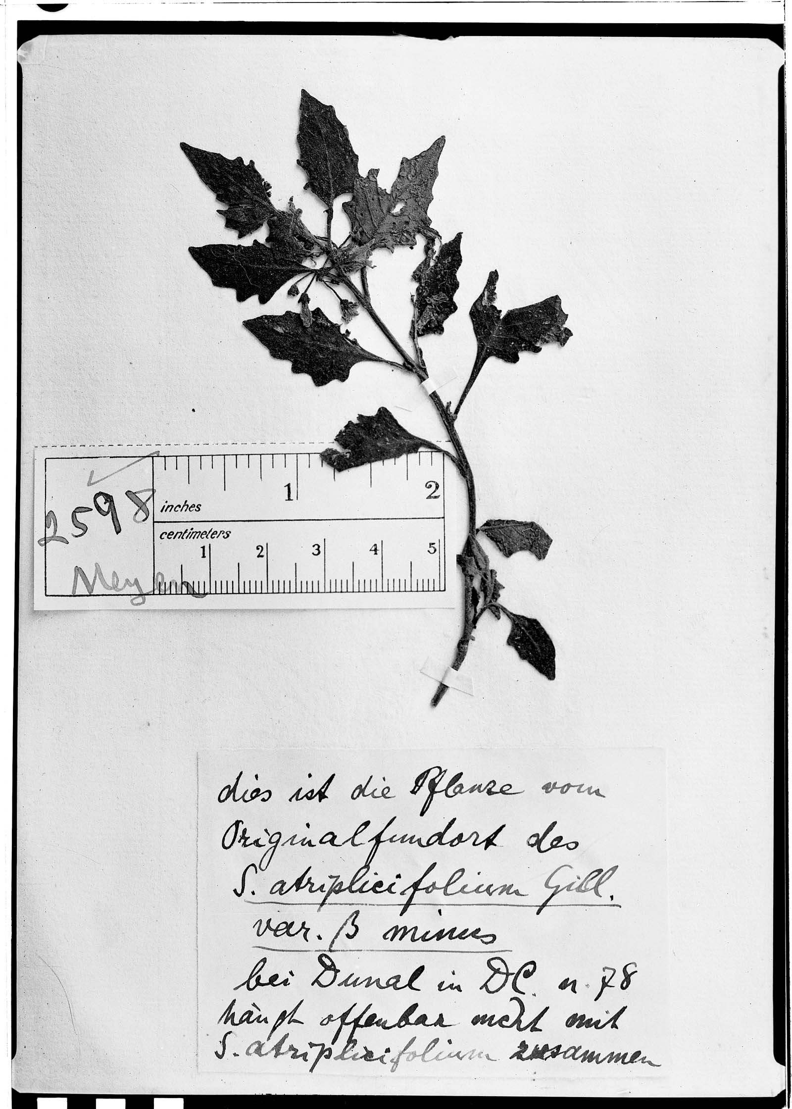 Solanum atriplicifolium var. minus image