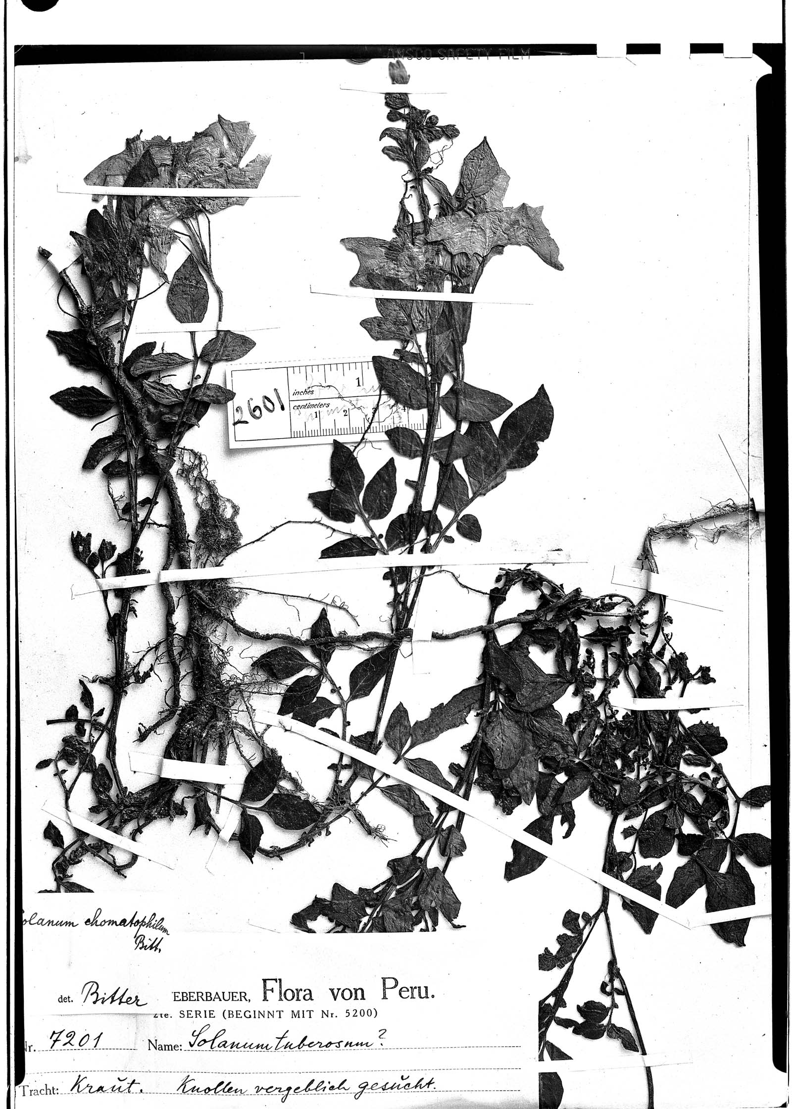 Solanum chomatophilum image