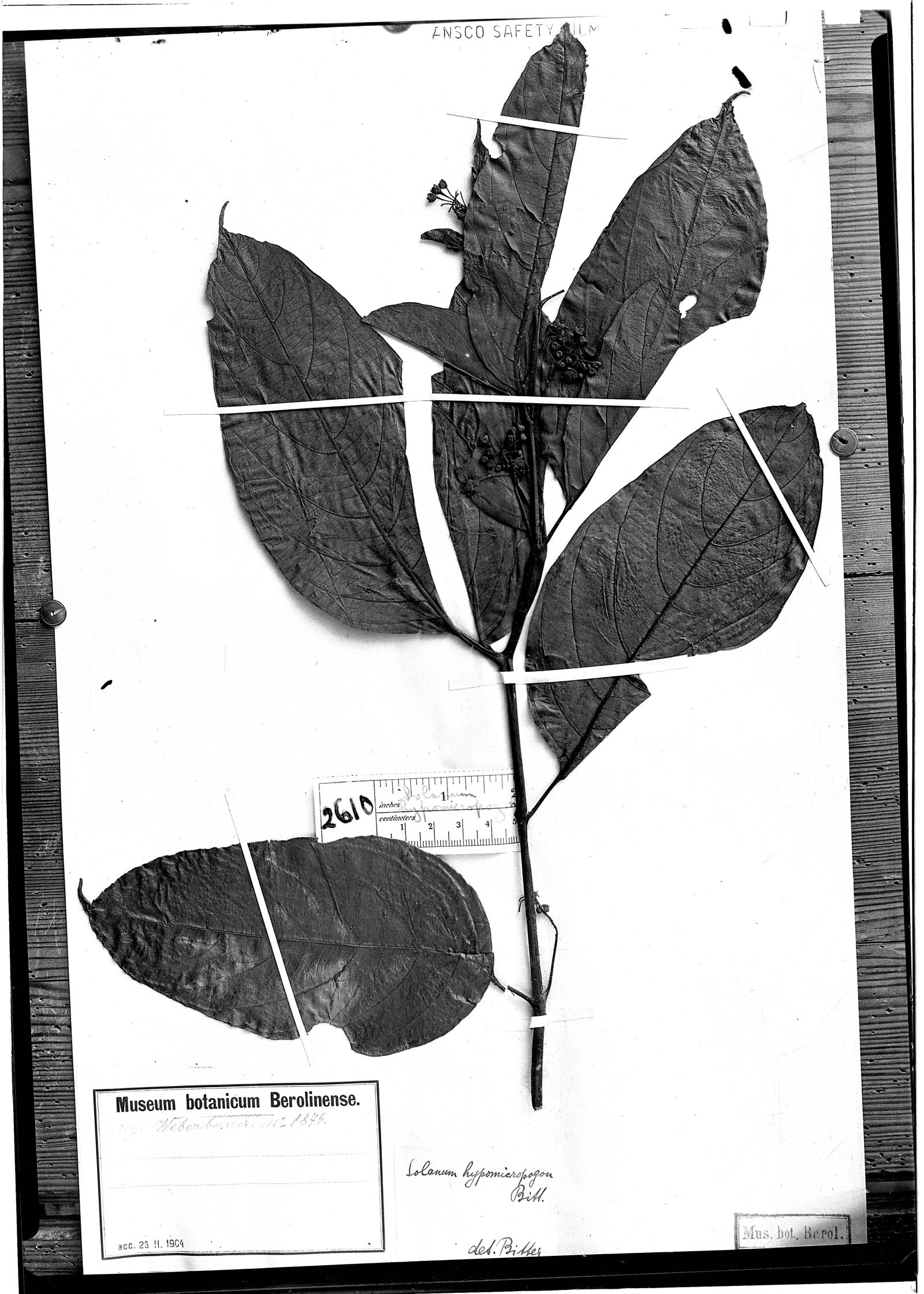 Solanum hypomicropogon image