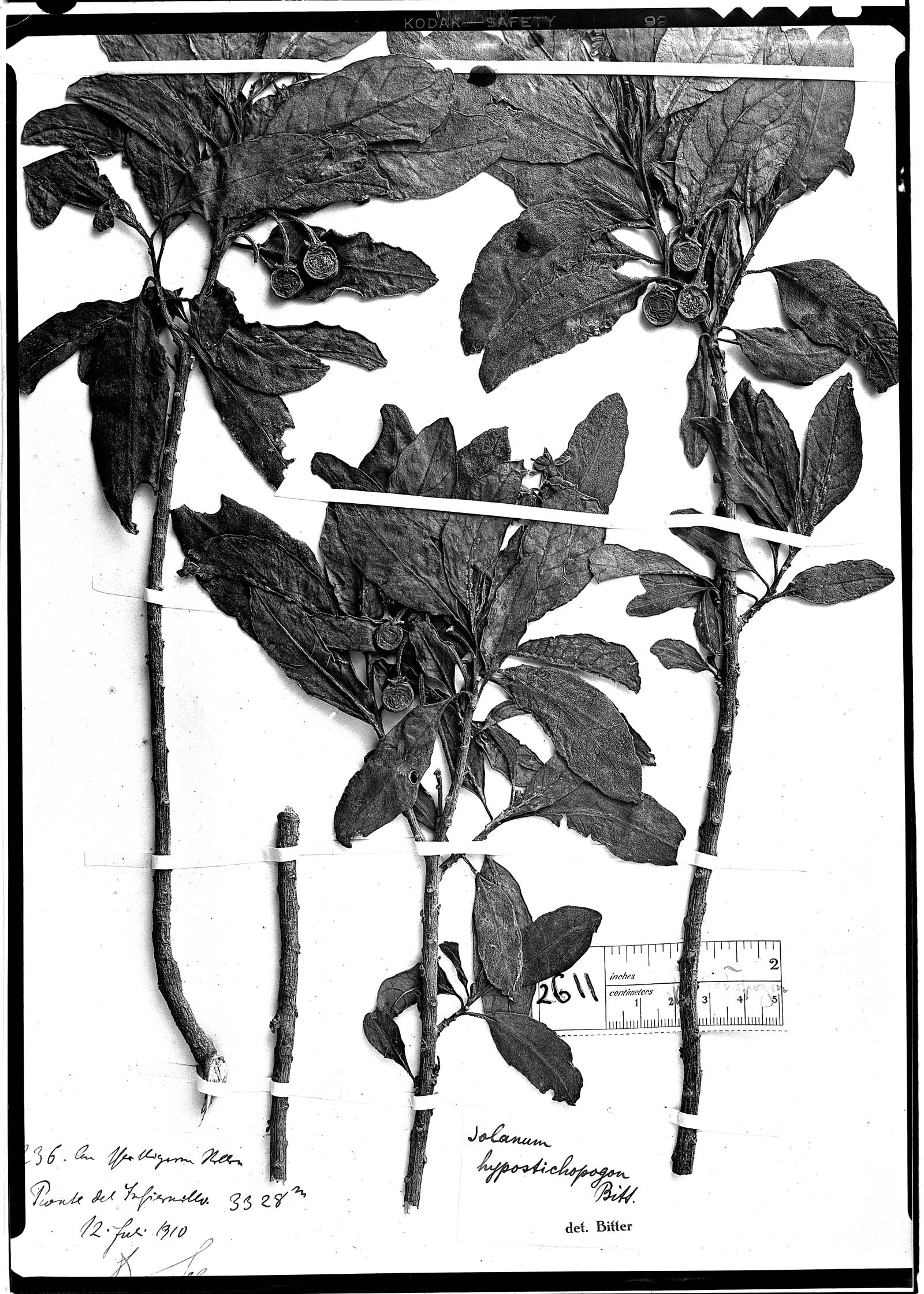 Solanum hypostichopogon image
