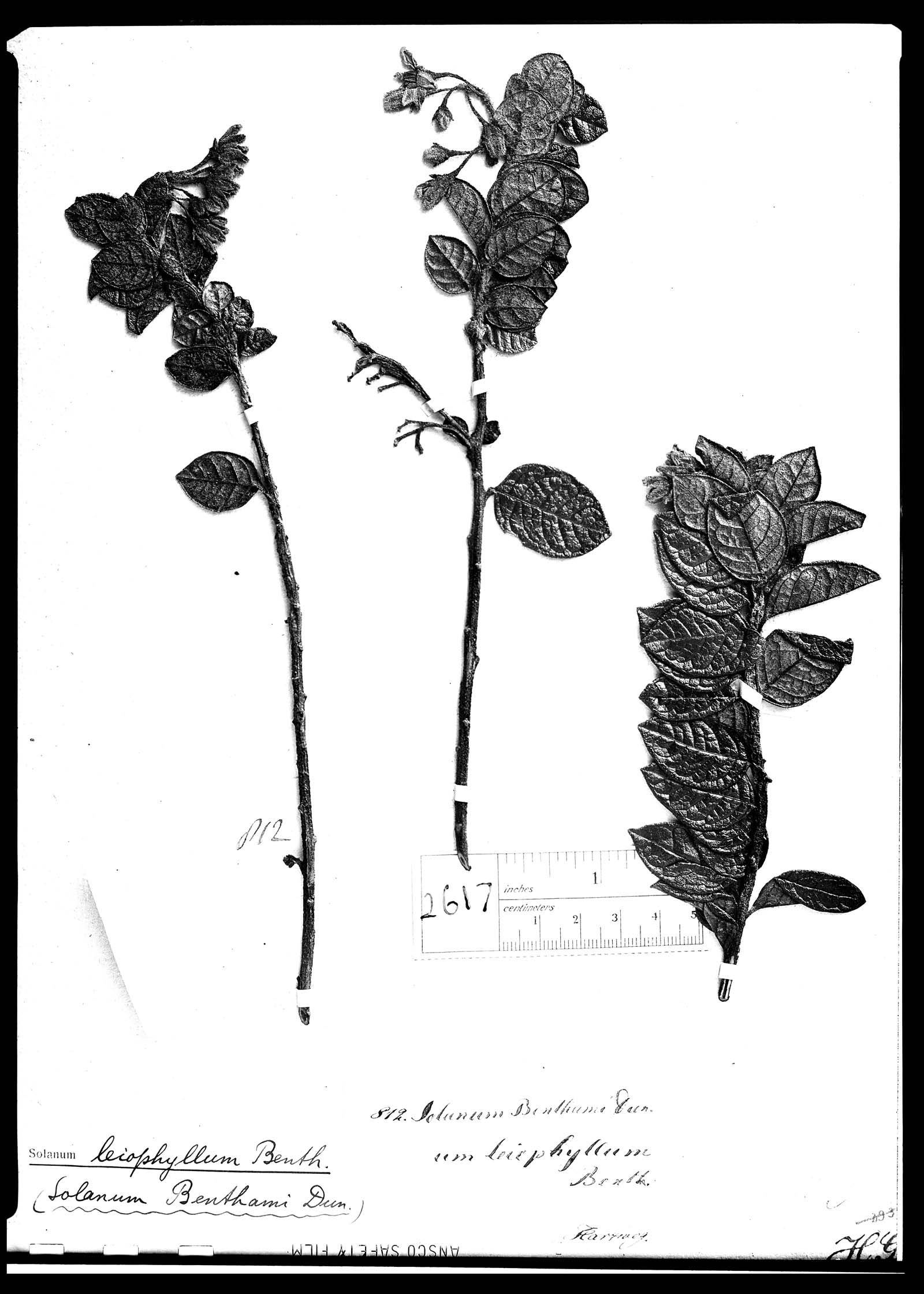 Solanum leiophyllum image