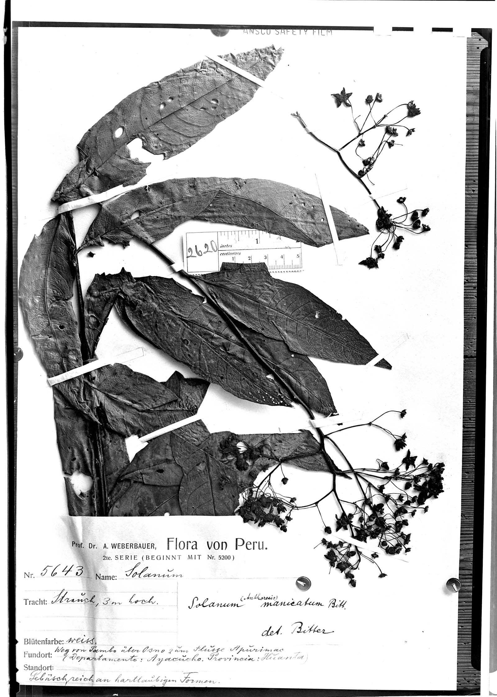 Solanum manicatum image