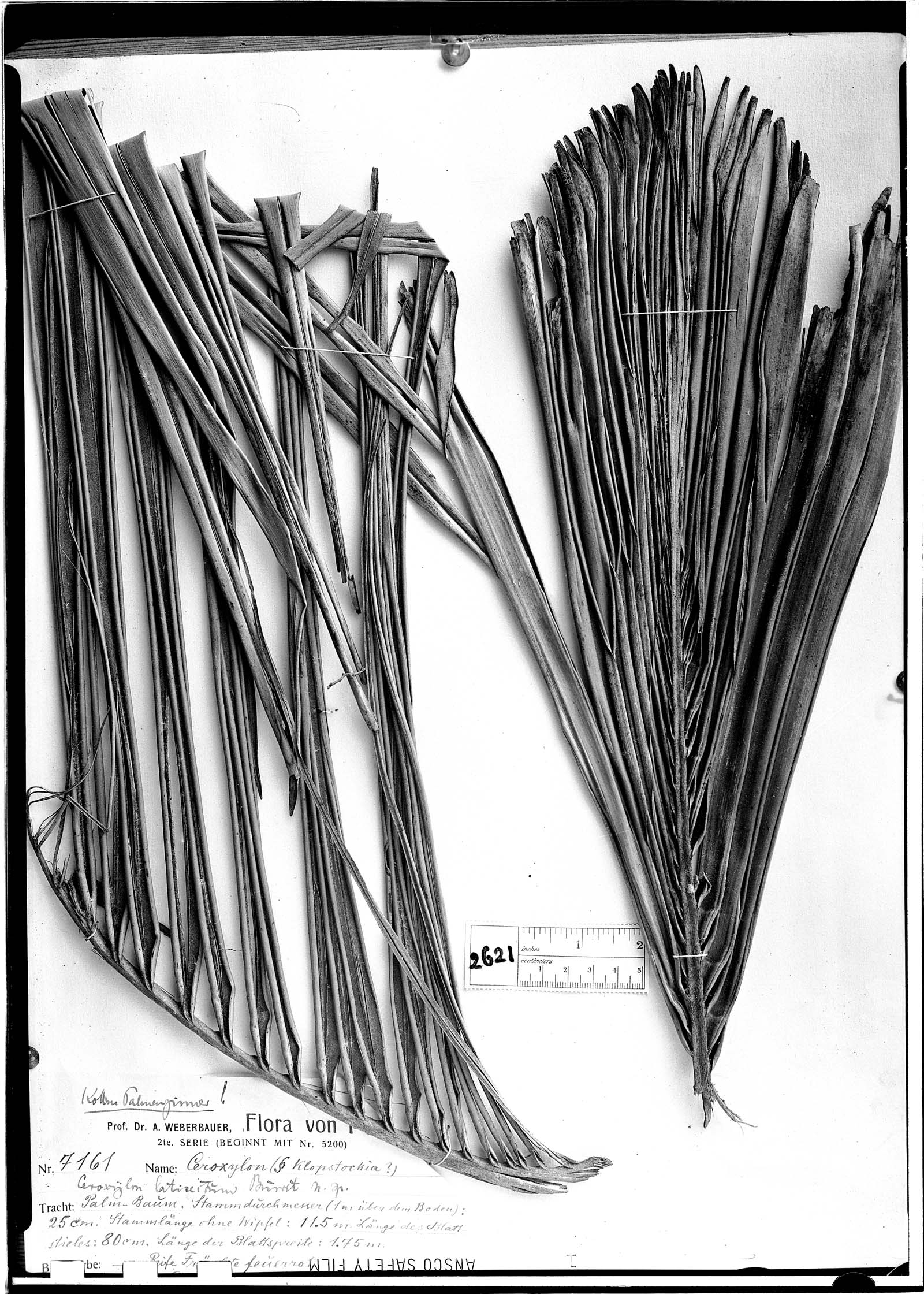 Ceroxylon latisectum image