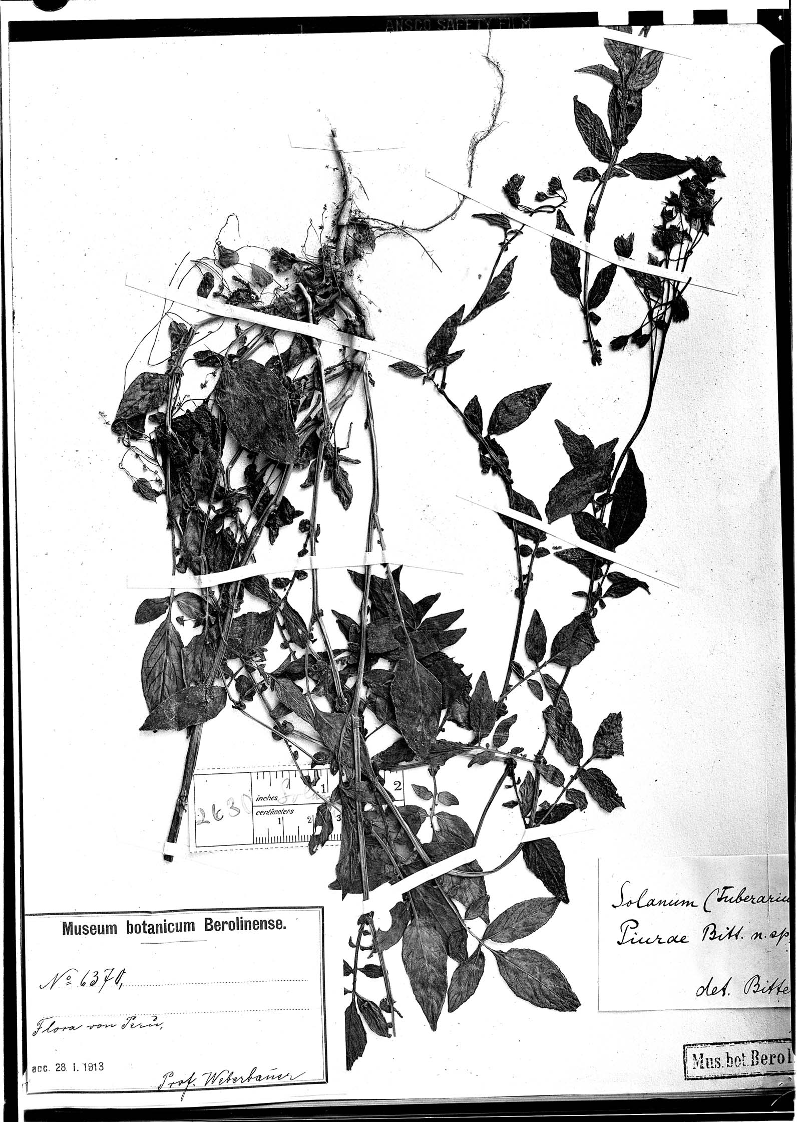 Solanum piurae image