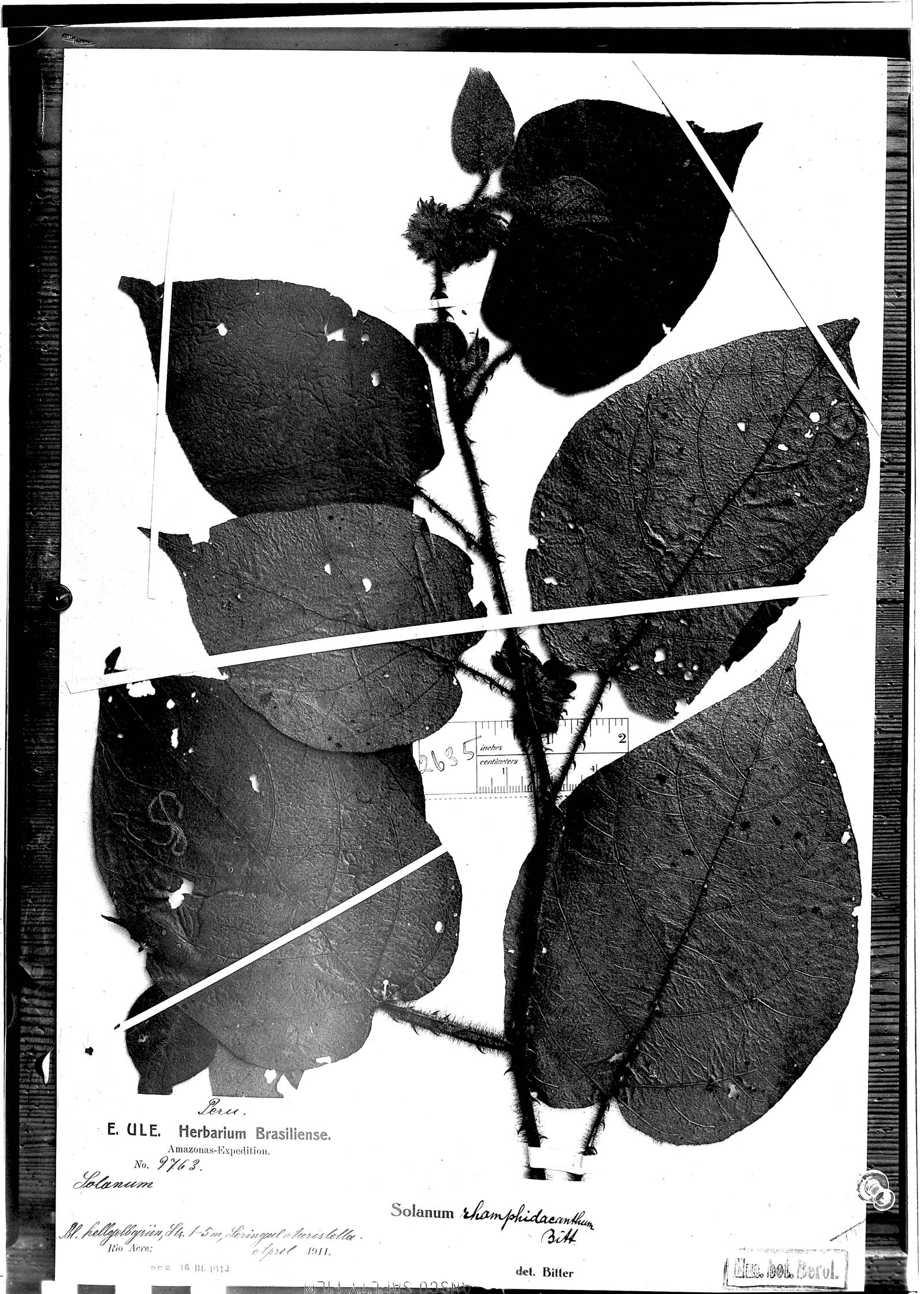 Solanum rhamphidacanthum image