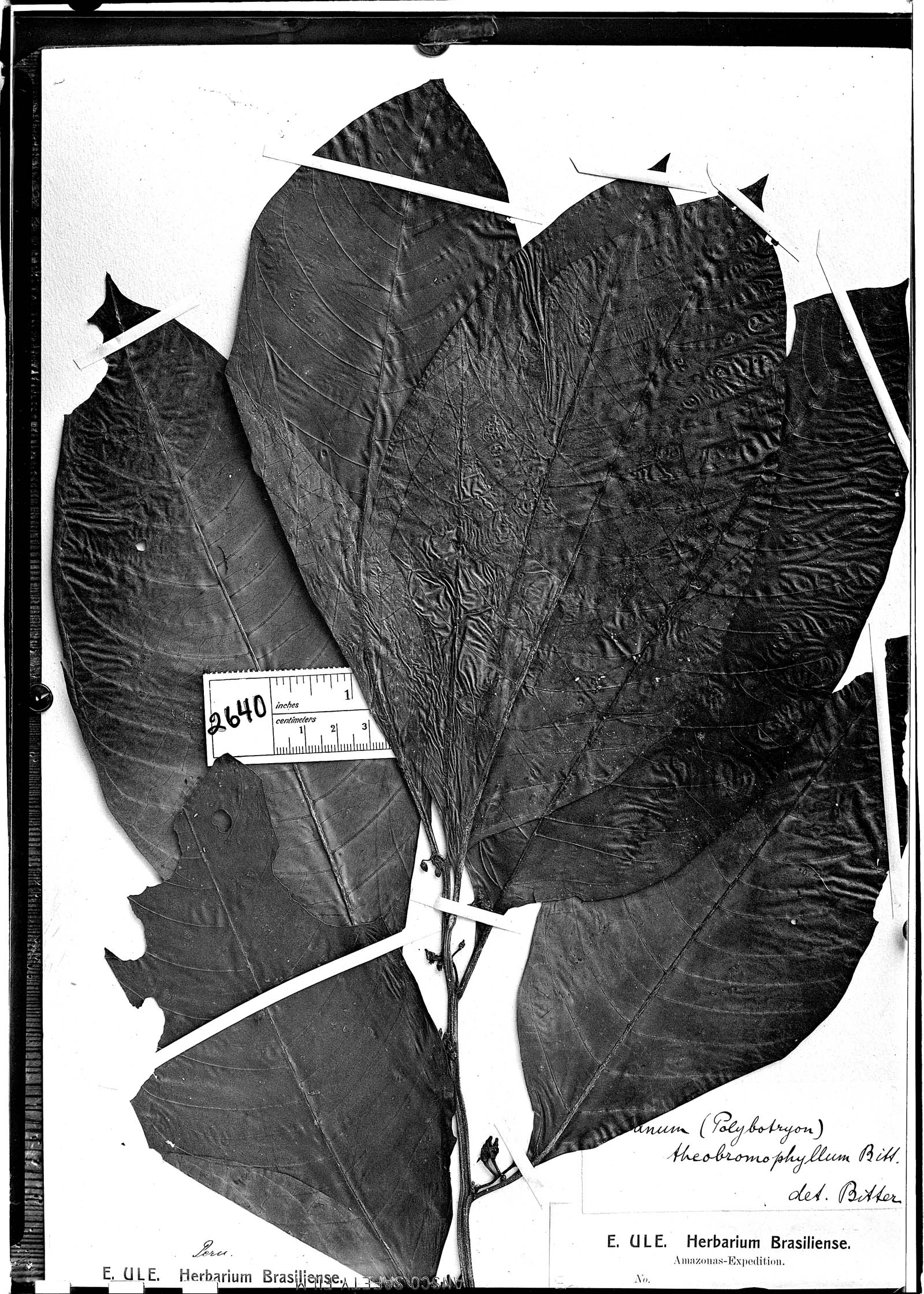 Solanum theobromophyllum image