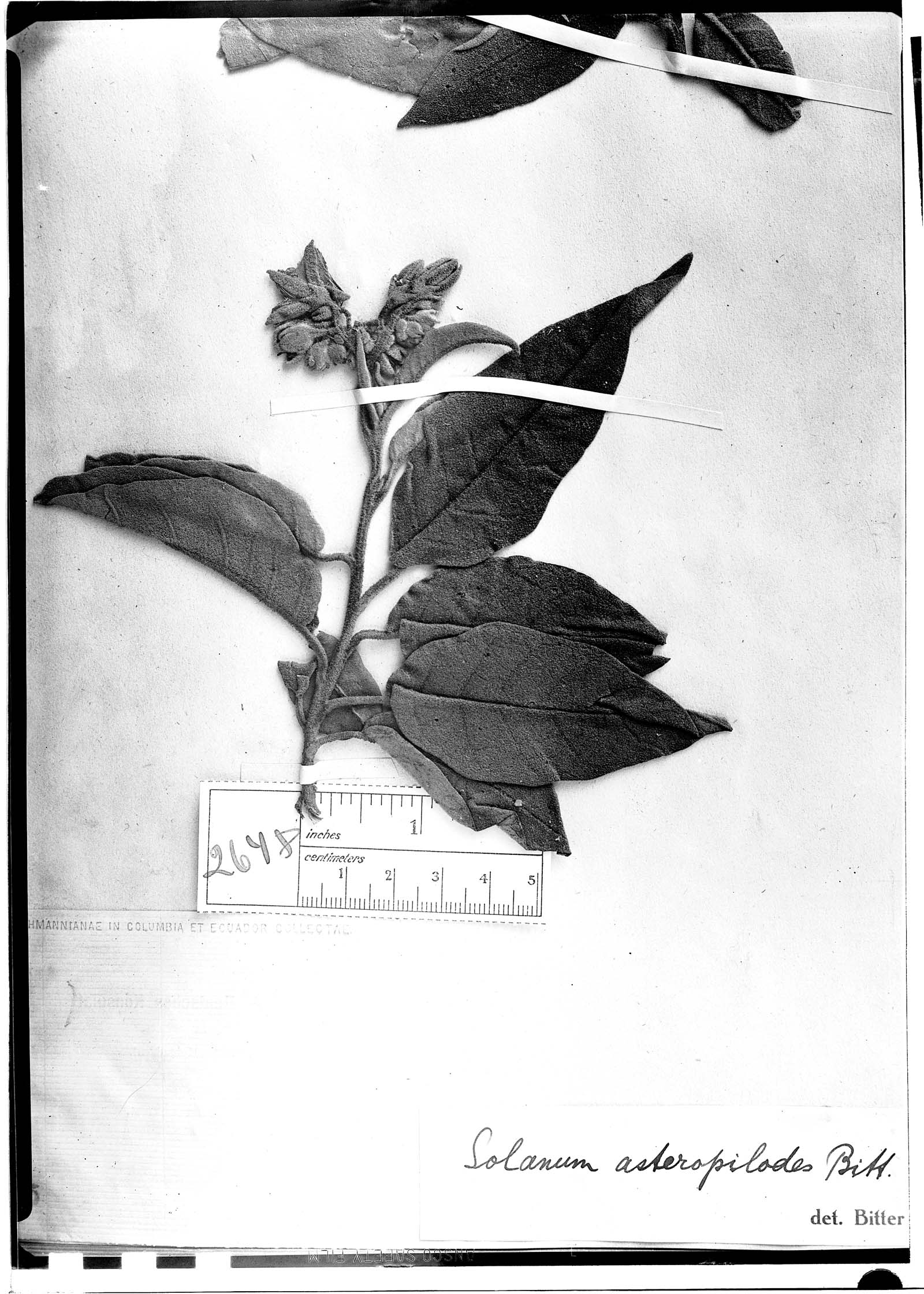 Solanum asteropilodes image