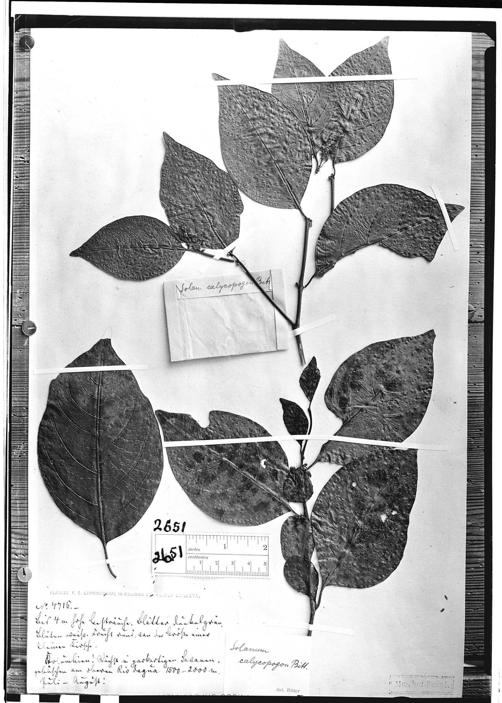 Solanum deflexiflorum image