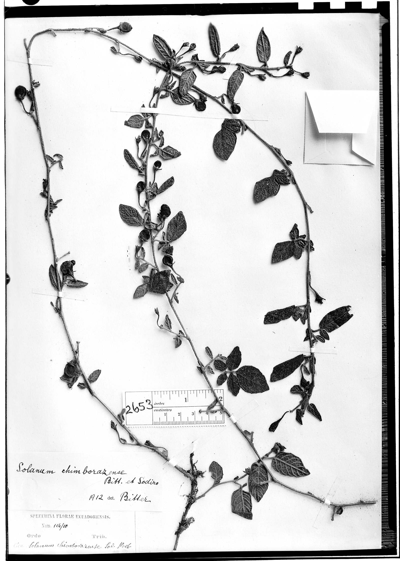 Solanum chimborazense image