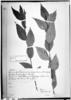 Solanum longevirgatum image