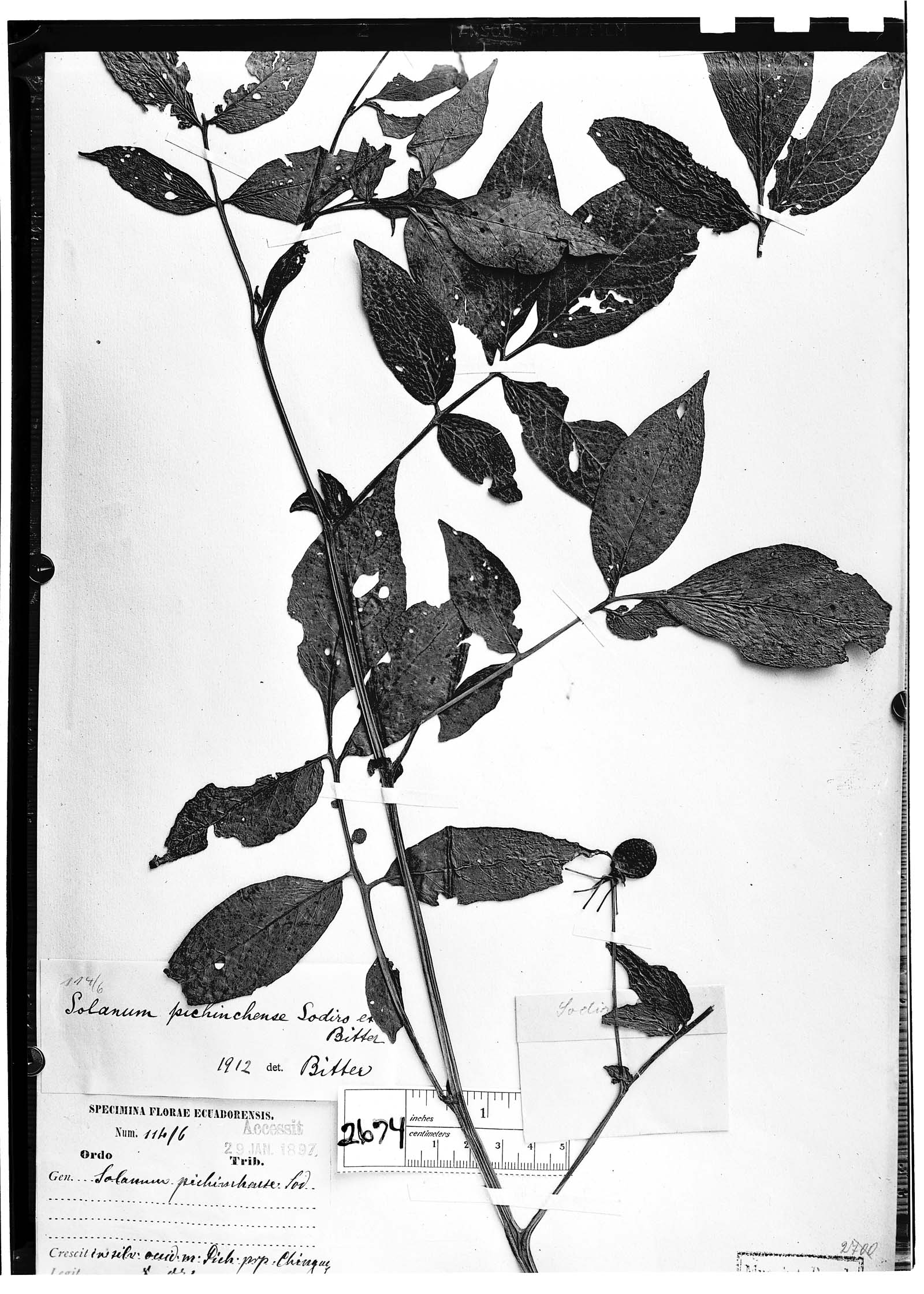 Solanum pichinchense image