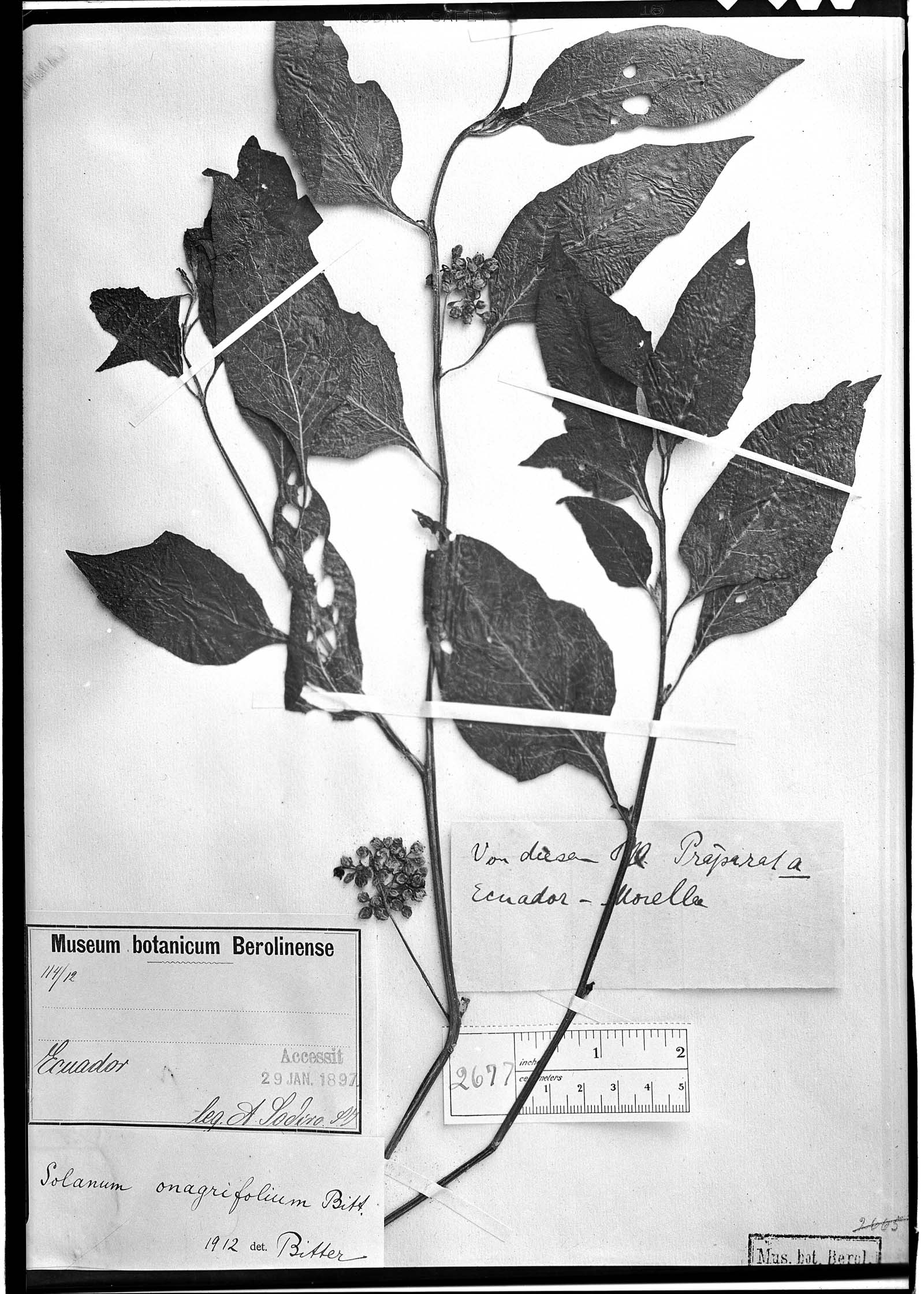 Solanum onagrifolium image