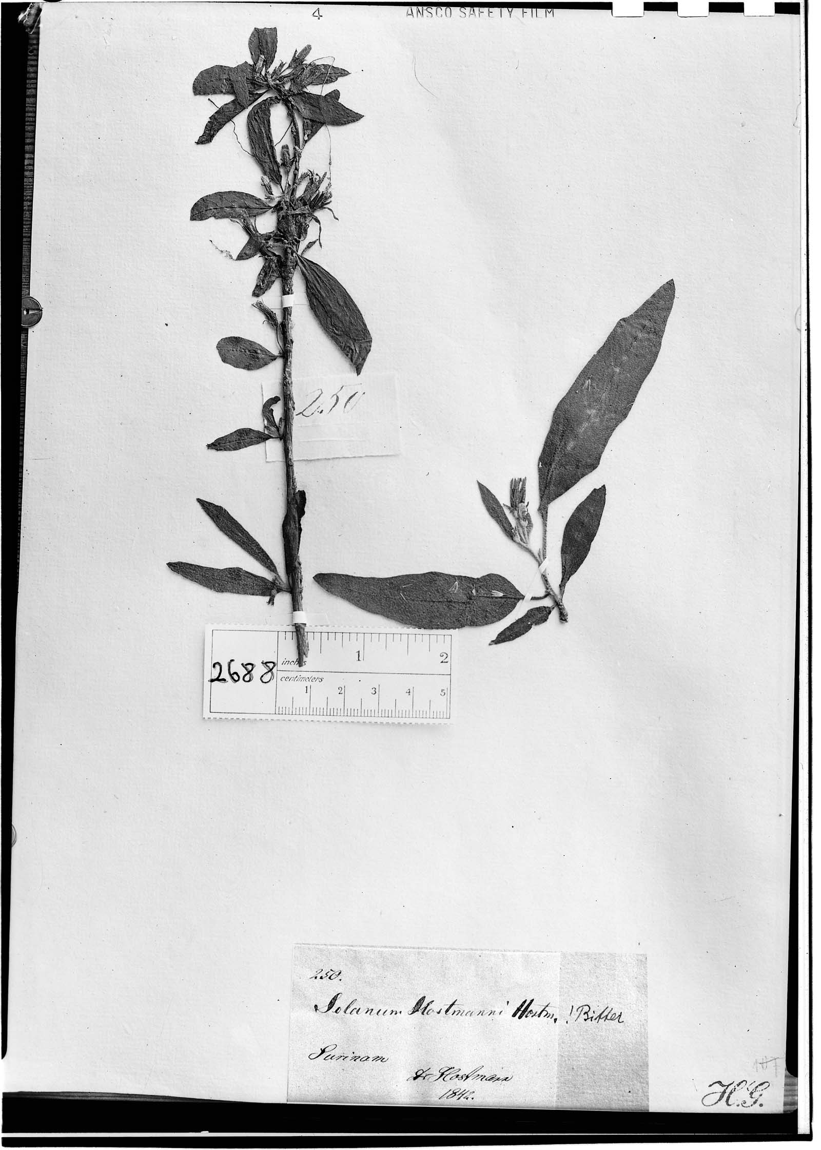 Solanum schomburgkii image
