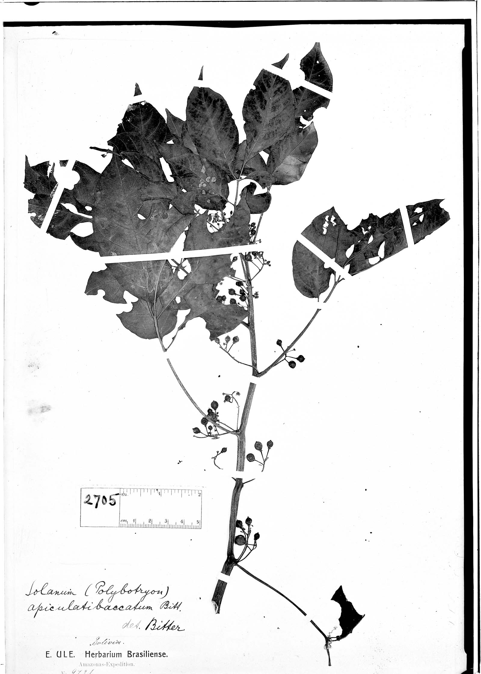 Solanum apiculatibaccatum image