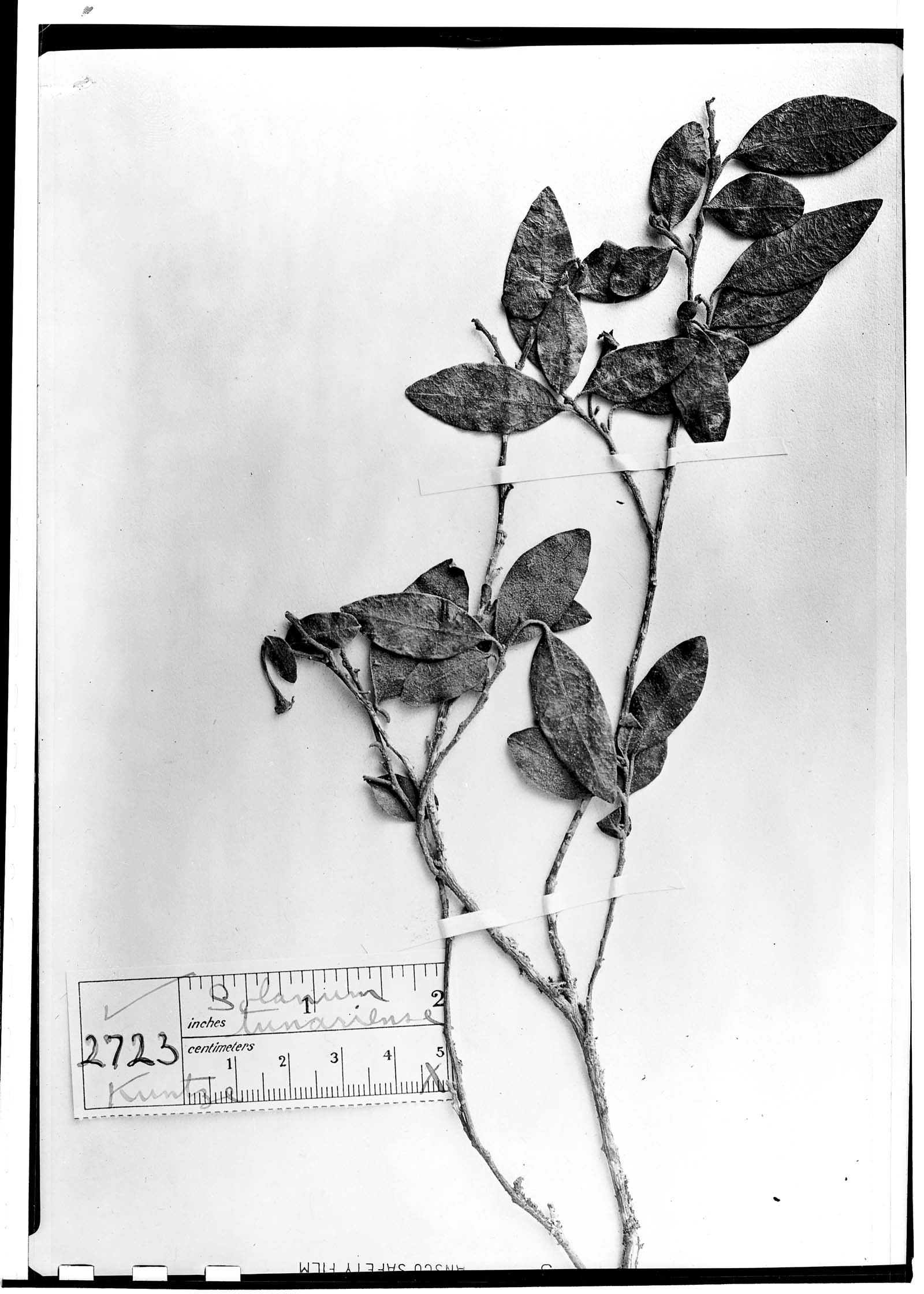 Solanum tunariense image
