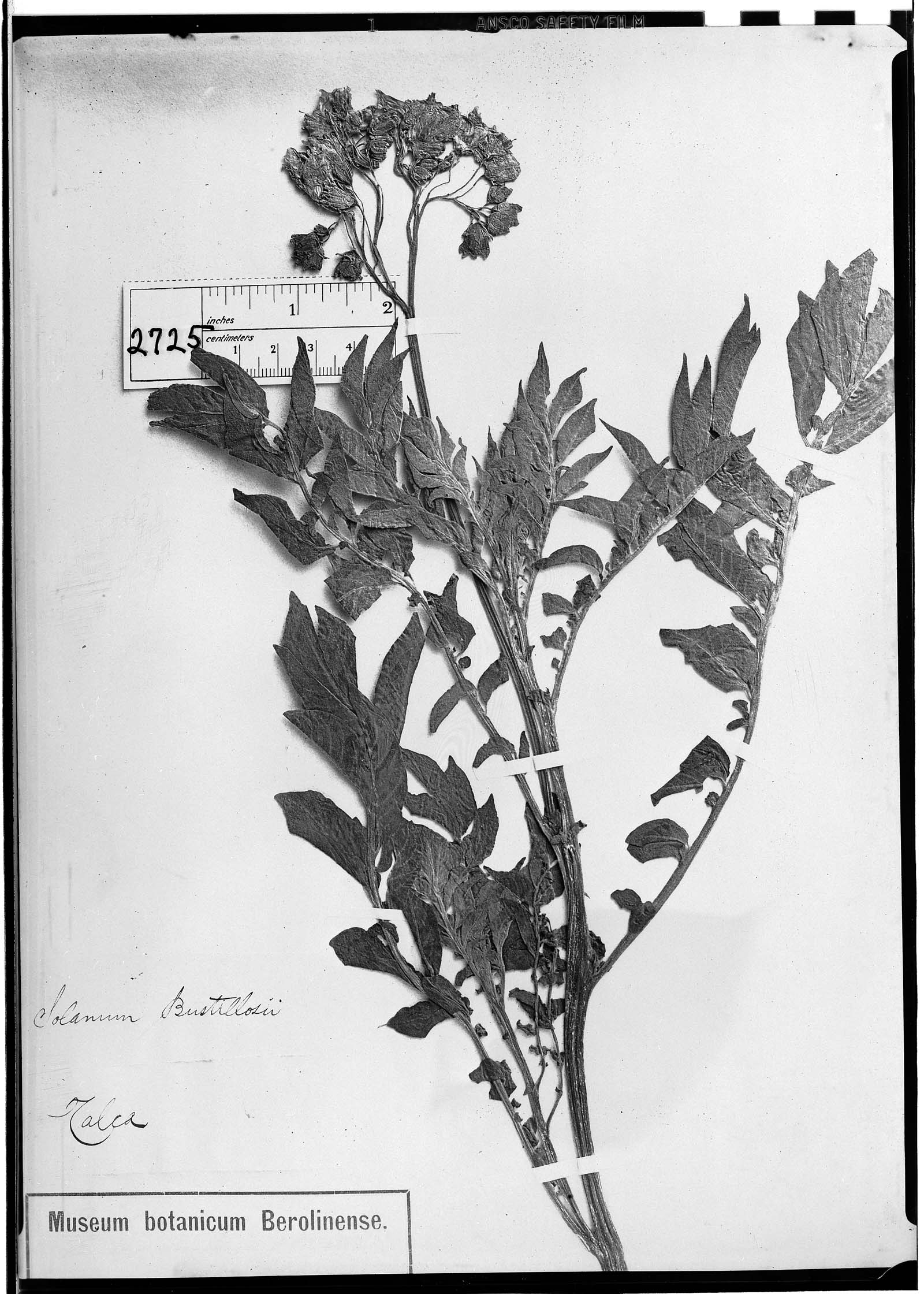 Solanum etuberosum image
