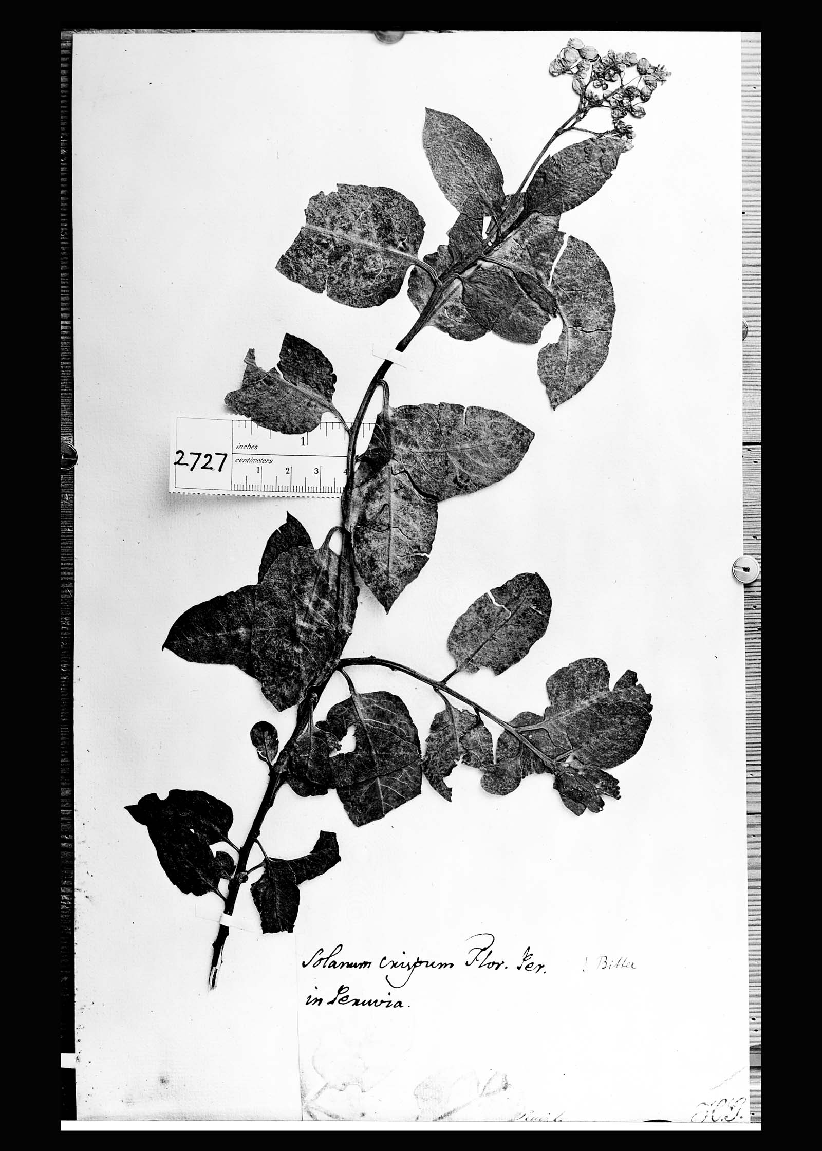 Solanum crispum image