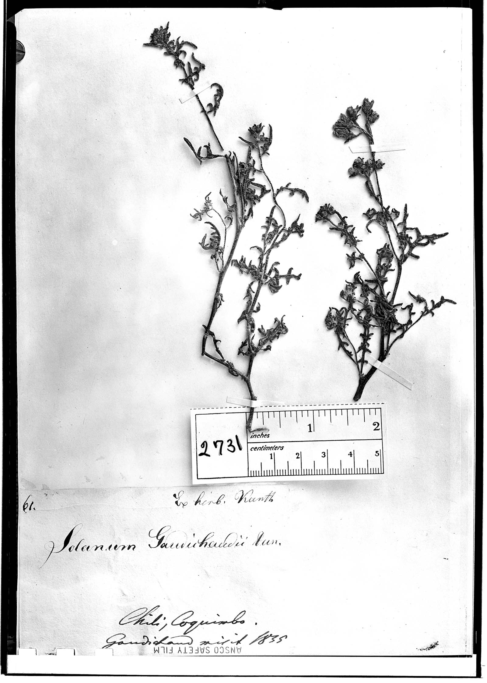 Solanum gaudichaudii image