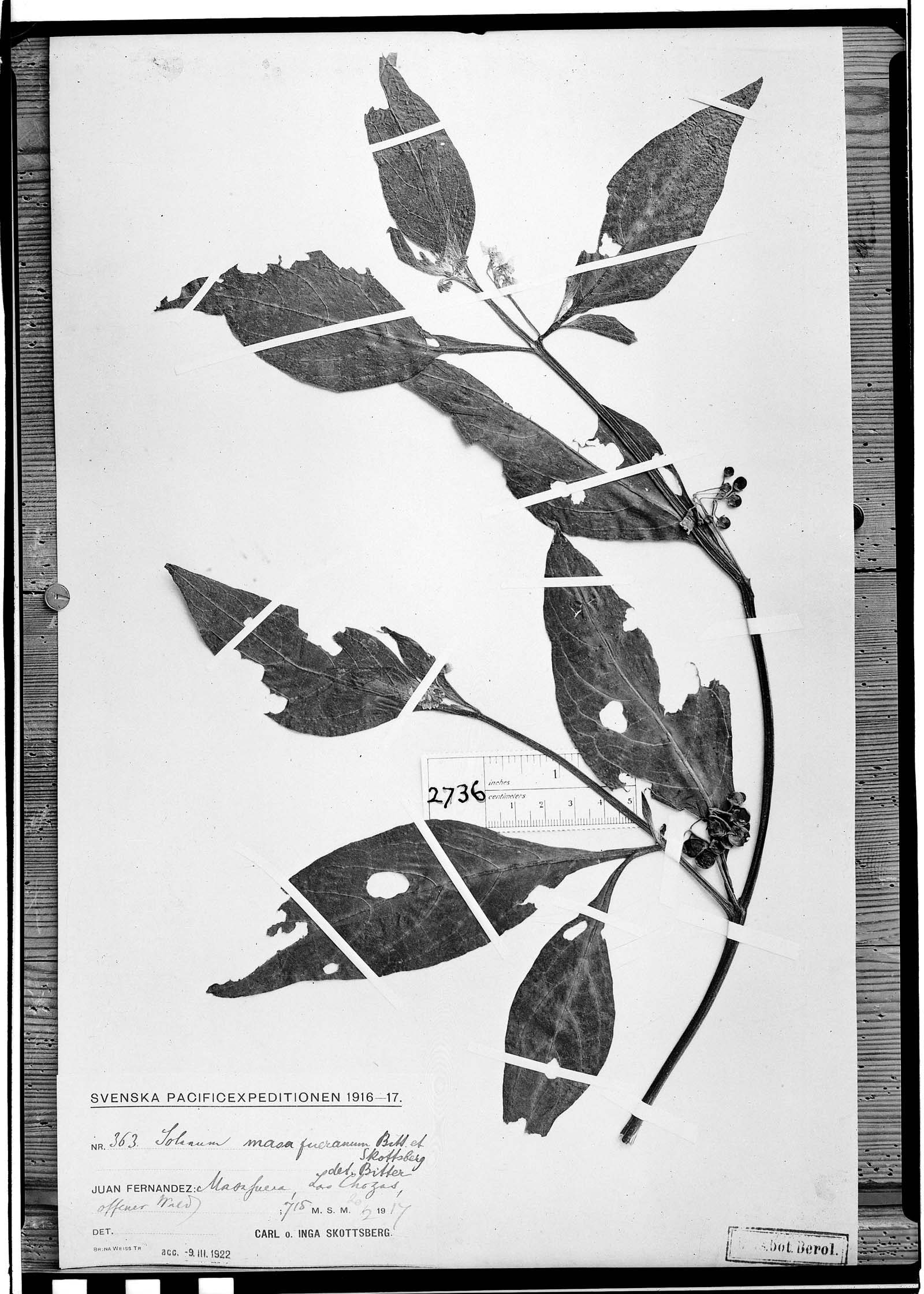 Solanum masafueranum image
