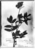Solanum palustre image