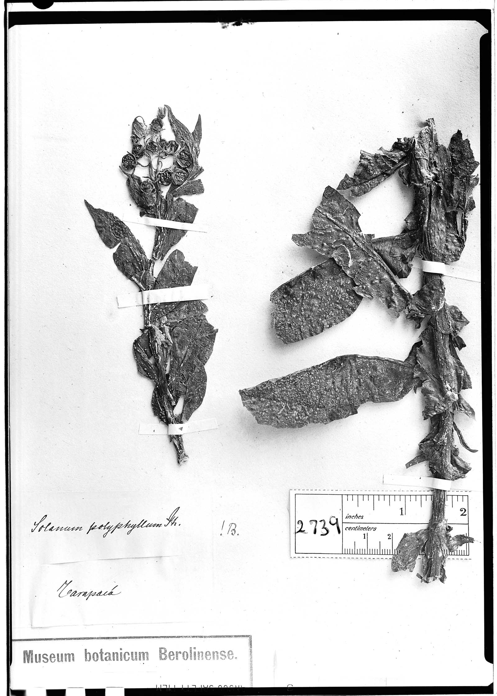 Solanum polyphyllum image