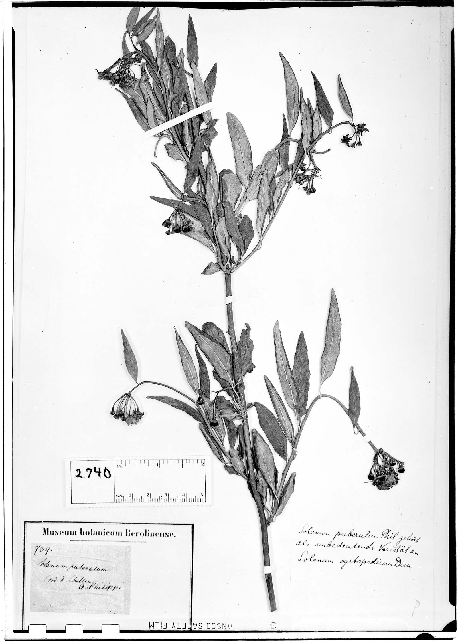 Solanum puberulum image
