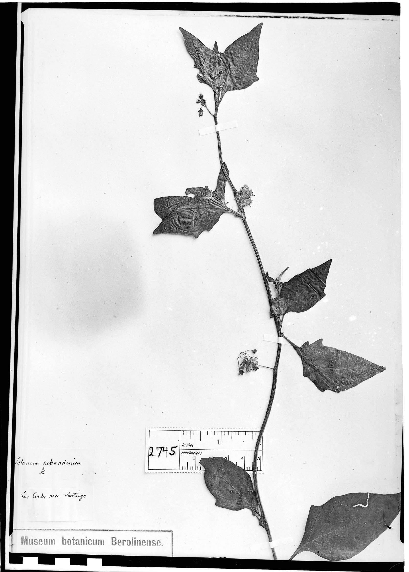 Solanum subandinum image