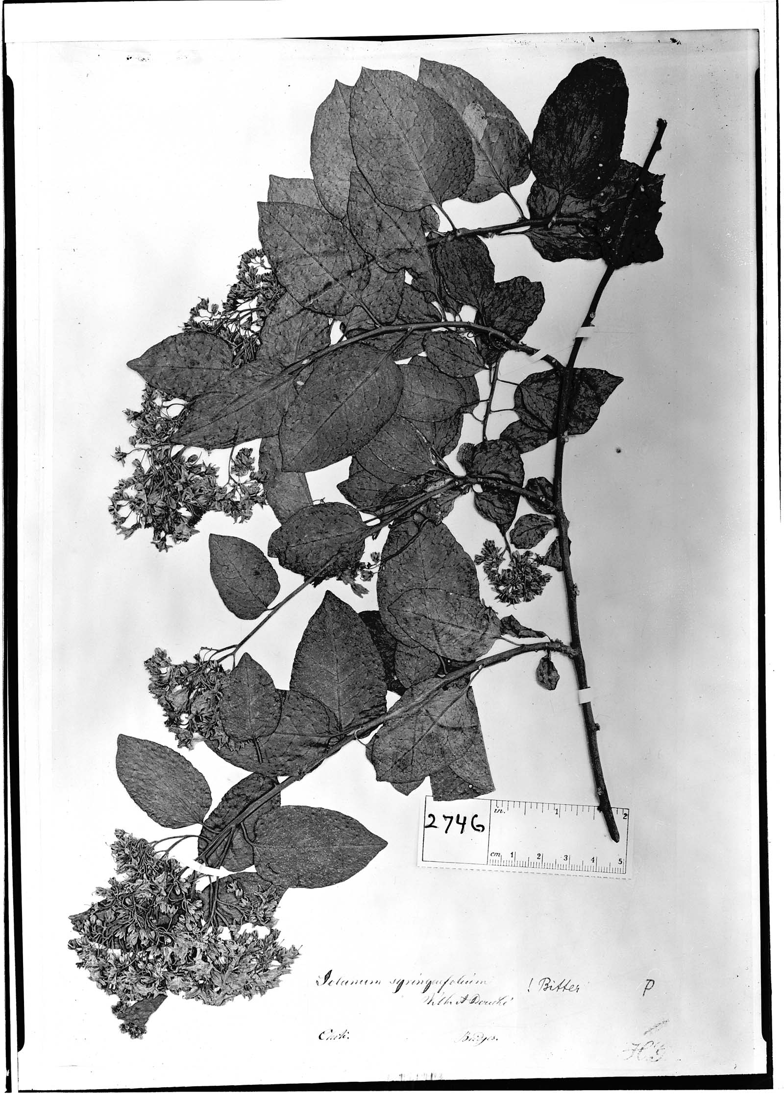 Solanum syringaefolium image