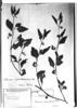 Solanum nitidibaccatum image
