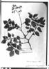 Solanum chacoense image