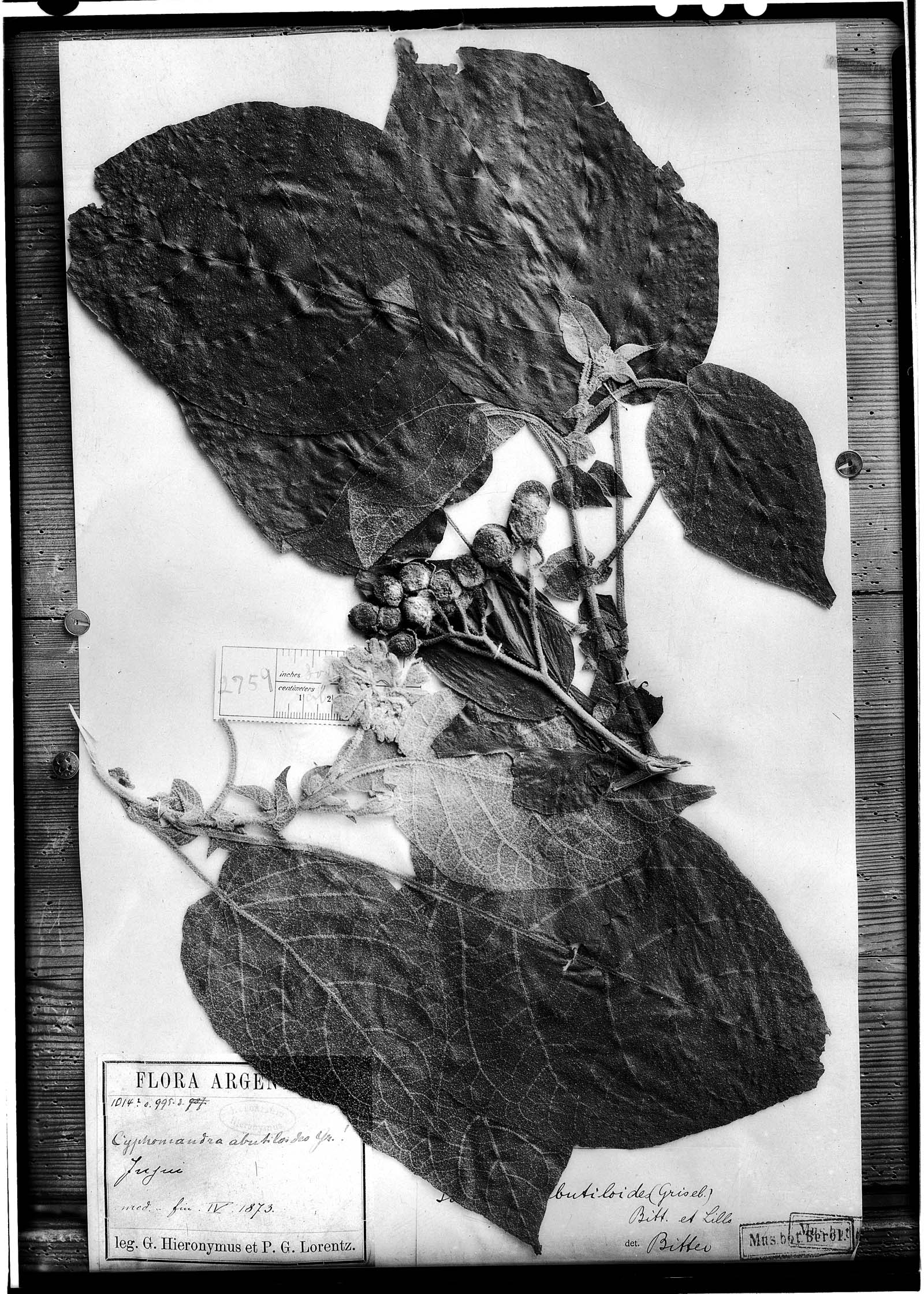 Solanum abutiloides image