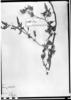 Solanum calophyllum image