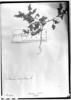 Solanum euacanthum image