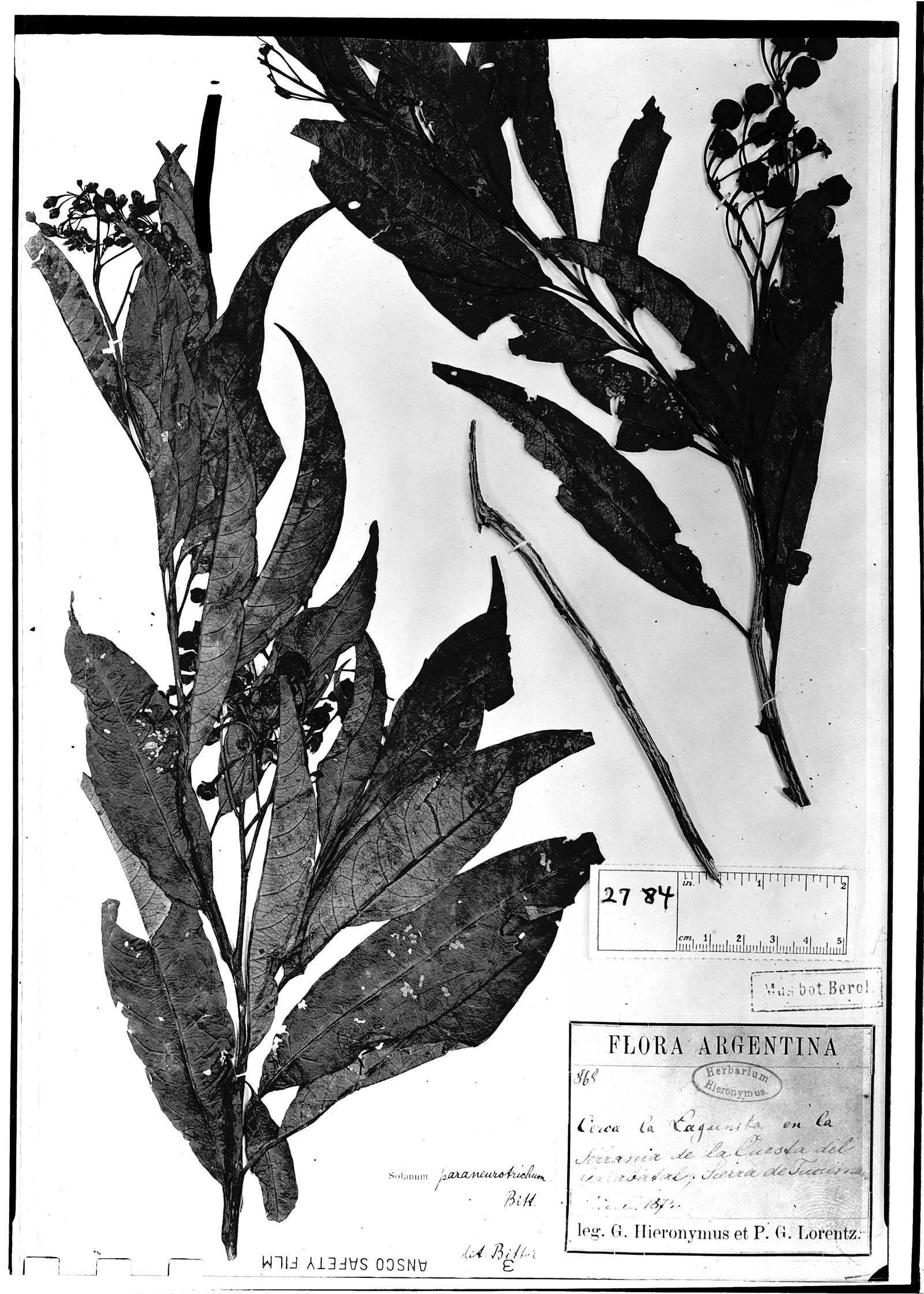Solanum aligerum image
