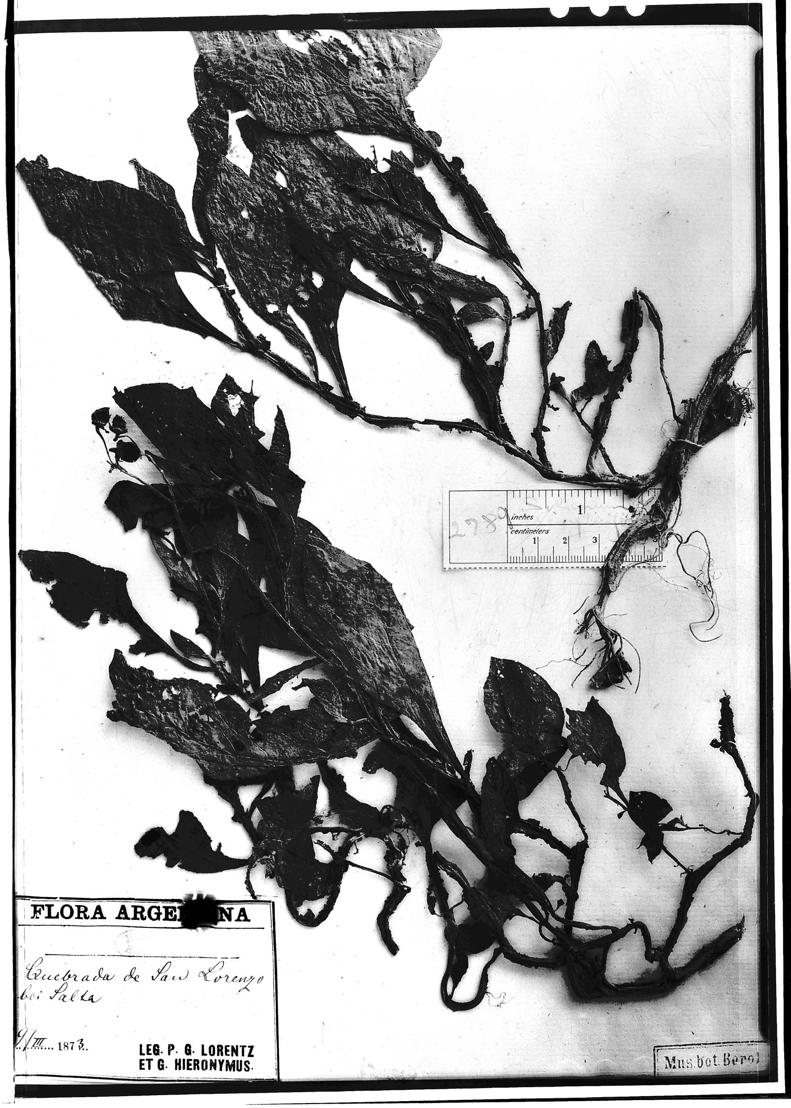 Solanum microdontum image
