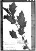 Solanum acerosum image