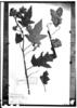 Solanum anoacanthum image