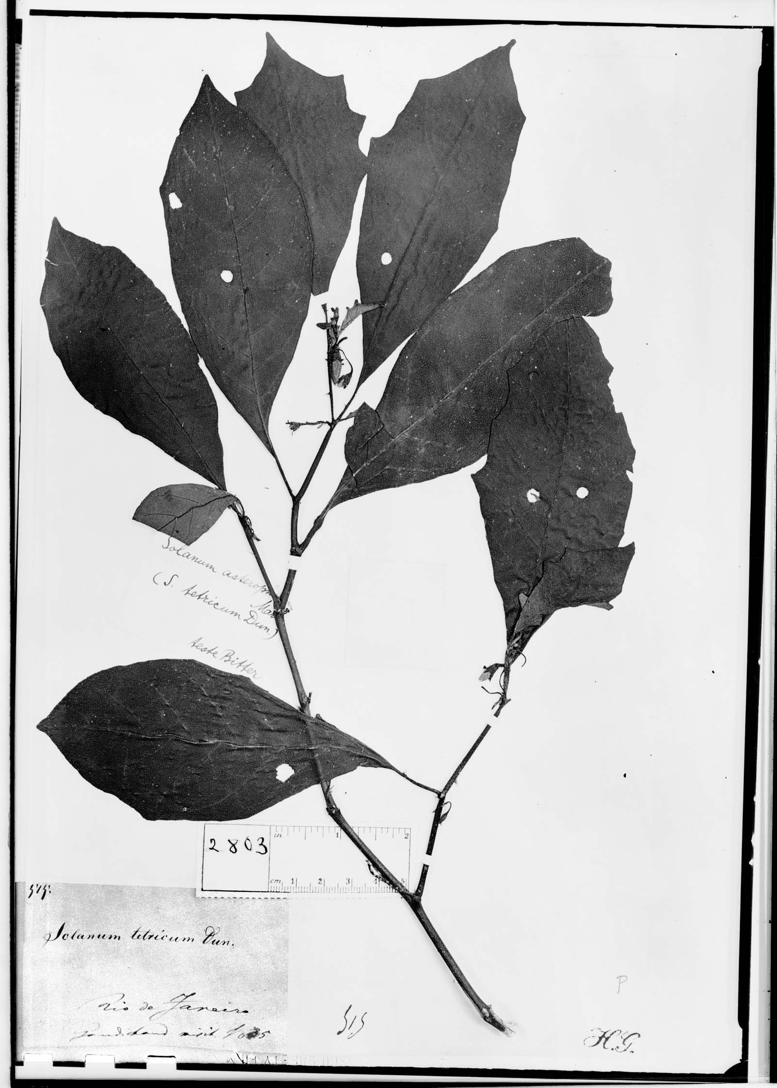 Solanum asterophorum image