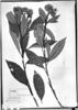 Solanum decorum image