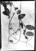 Solanum flagellare image
