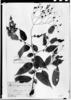 Solanum hirtellum image