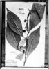 Solanum glomuliflorum image