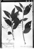 Solanum luridifuscescens image