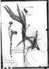 Solanum malacoxylon image